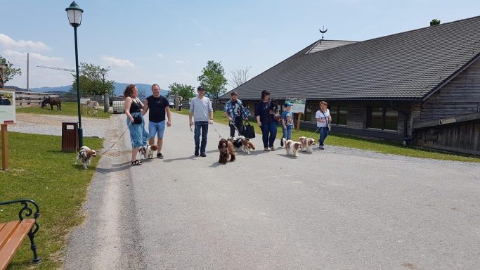 Cavalier King Charles Treffen Gut Aiderbichl